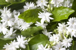 Bunga Jasmine: Keharuman 10x Lembut dalam Tradisi