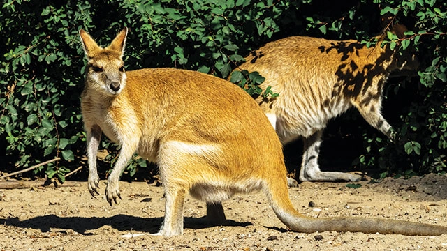 Walabi Papua 414 Fakta Menarik Kangguru Mini Imut