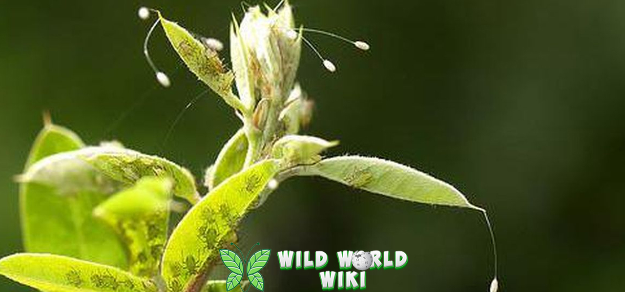 Youtan Poluo, 4 Bunga Kecil Penanda Indah 3 Youtan Poluo, 4 Bunga Kecil Penanda Indah