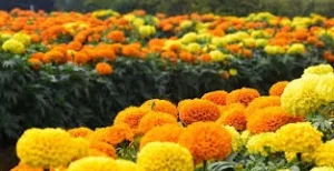 Bunga Marigold Mini yang Kaya Akan 3 Manfaat