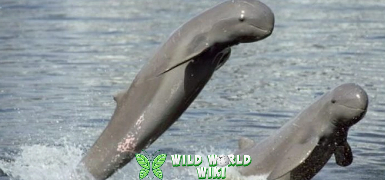 Pesut Mahakam 3 Mamalia Air Langka Terancam Punah 1 Pesut Mahakam 3 Mamalia Air Langka Terancam Punah