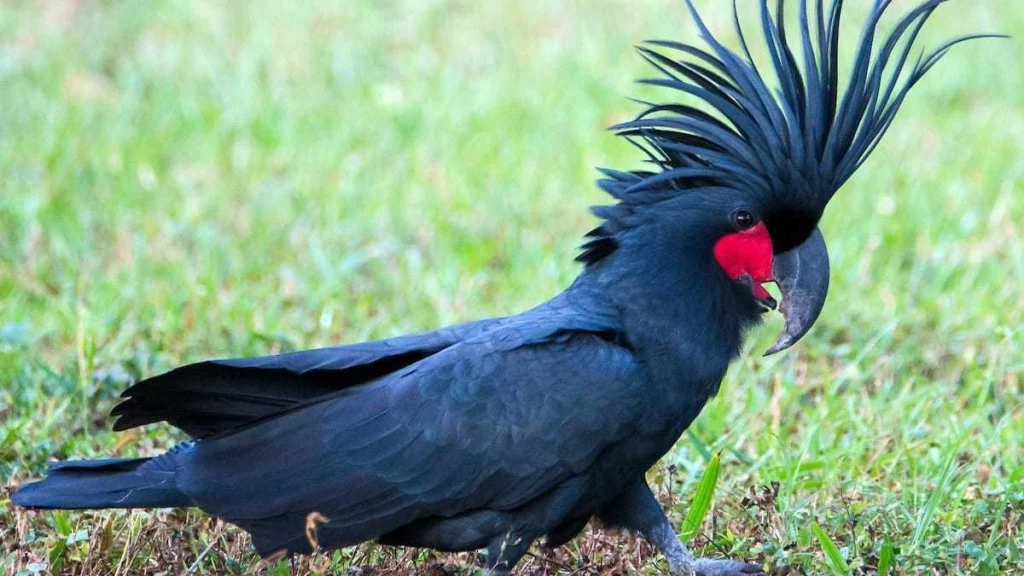 Kakatua Raja Umur Panjang 15 Kemampuan Cerdas 2 Kakatua Raja Umur Panjang 15 Kemampuan Cerdas