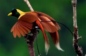 Burung Cendrawasih 55 Keunikan yang Langka