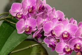 Anggrek Bulan Biar Gak Busuk 8 Akar, Cek Yuk 4 Anggrek Bulan Biar Gak Busuk 8 Akar, Cek Yuk