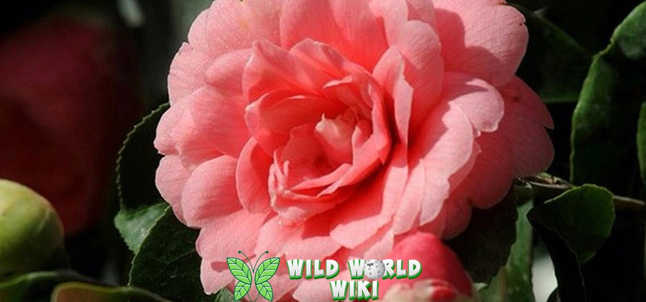 Bunga Middlemist Red 02 Langka dari Masa Lalu