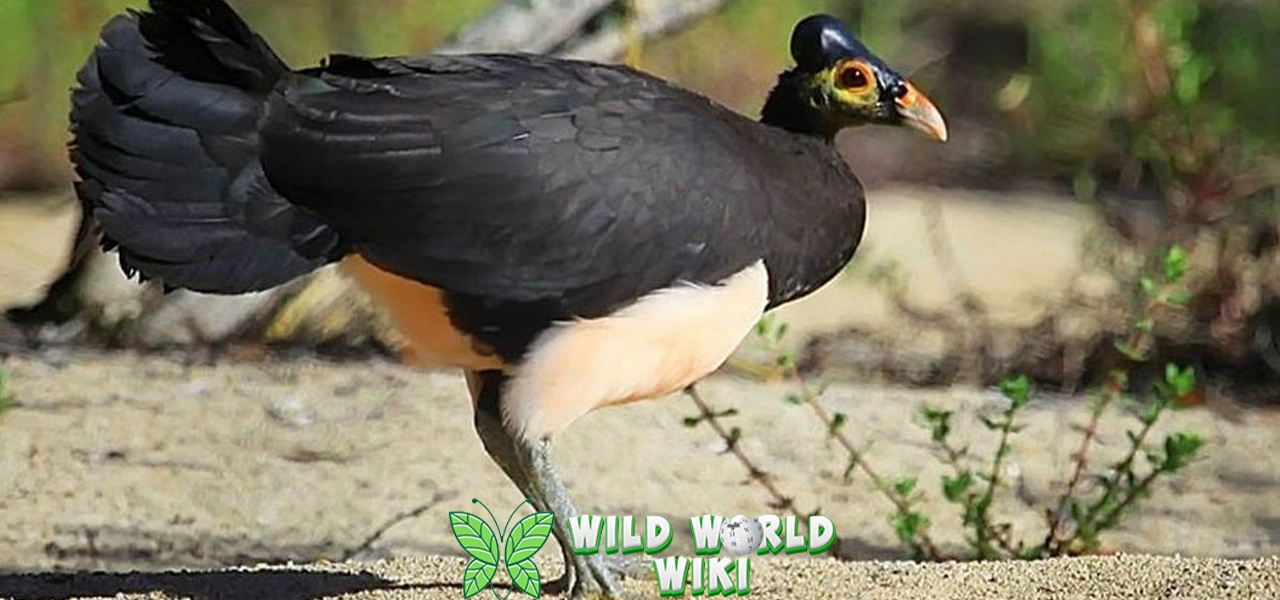 Burung Maleo 13 Pejuang Konservasi baru Sulawesi!