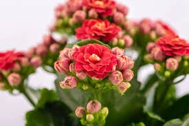 Bunga Kalanchoe 2x Tetap Segar Meski Jarang Disiram