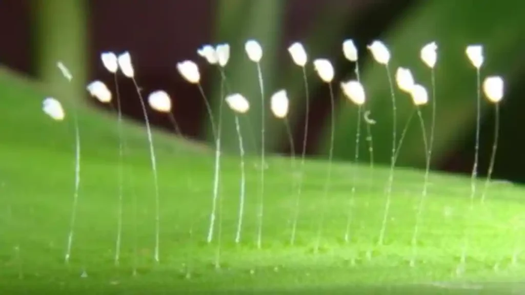 Youtan Poluo, 4 Bunga Kecil Penanda Indah