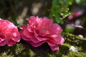 Bunga Middlemist Red 02 Langka dari Masa Lalu