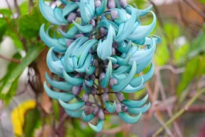 Jade Vine Bunga Unik yang Bikin 2 Mata Terpana