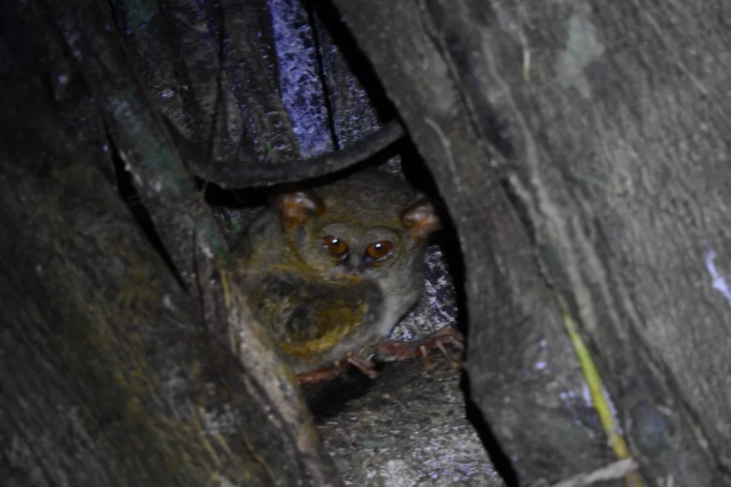 Logika Tarsius 372: Kenapa baru Primata Terkecil?