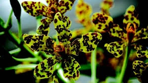 Anggrek Tebu: Si Raksasa Anggun dari 3 Indonesia