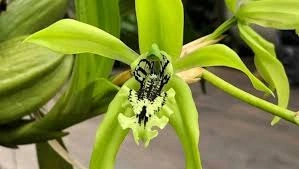 Orchid Black, 5 Keindahan Gelap Bikin Kagum