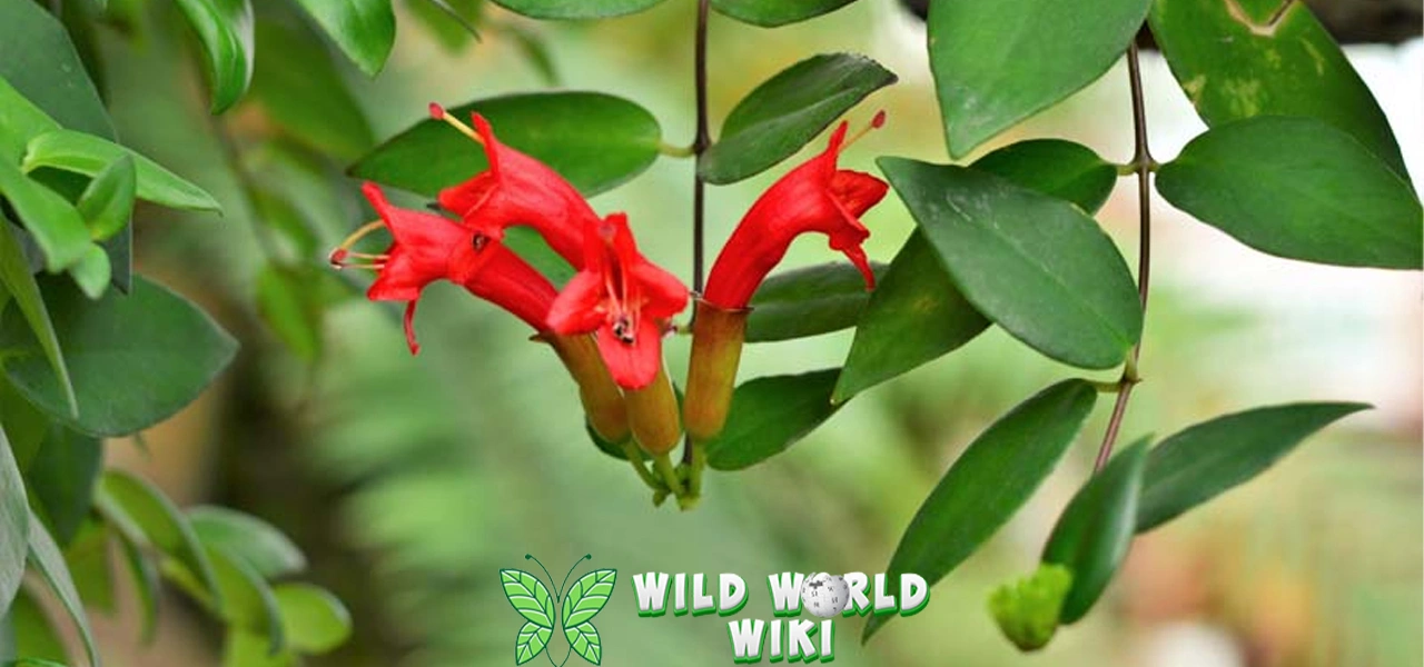 Bunga Lipstick Plant, Cantiknya Gak Ada 3 Obat!