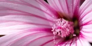 Bunga Maleo 12 Eksotisme Cerdas Flora Indonesia