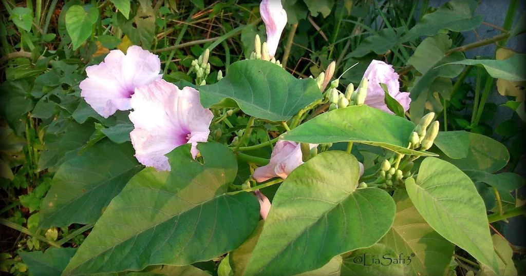 Bunga Kangkung Hutan: Si Cantik dari 10 Rimba 2 Bunga Kangkung Hutan: Si Cantik dari 10 Rimba